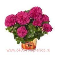   Great Balls of Fire Violet Blue 170