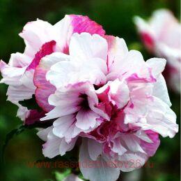   French Cabaret Pastel (  ) 1