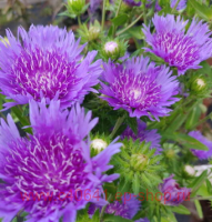  Stokesia Peachie s Pick