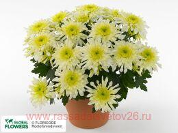  Chrystal Lemon Yellow 123