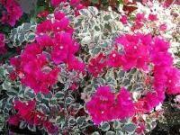  Ruspberry Ice Rosso 20