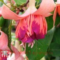  Marbeller Salmon-Orange 318