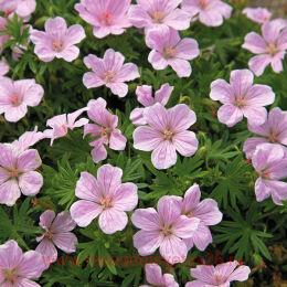 ������ �������-������� Vision Pink 12