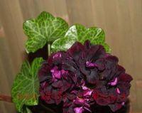   Cotta Rio Grande 303