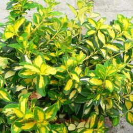 ��������� ������� Sunspot 15