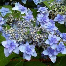   Miyama-yae-murasaki 130