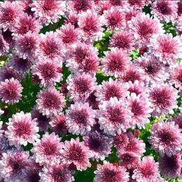   Banquet Pink Bicolor 18