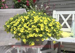  MINIFAMOUS NEO TRUE YELLOW 