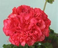 ���������� �������� Odensjö Suzie Wong 0