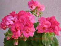 ���������� �������� High Tor 0