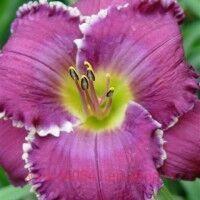  Hemerocallis Face of the Stars 10