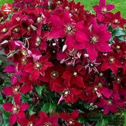 �������� Hoshi no flamenco 34