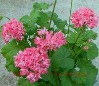 ���������� �������� Our Henry 166