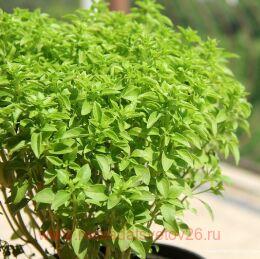 ������� ��������� 2