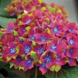   Schloss Wackerbarth 40