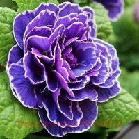  BELARINA Amethyst Ice 14