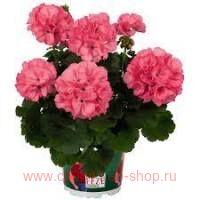  Big EEZE Watermelon 262