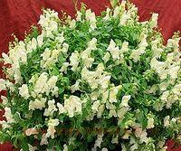    Candy Showers White 3