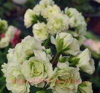 ���������� ���������� Midori Buke 206