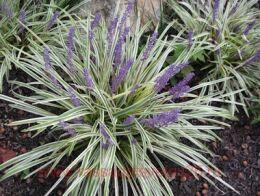 ������� ������� ���������