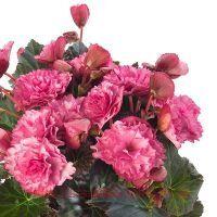   BK COLLECTION FRIVOLA PINK 60