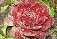  &quot;Sempervivum Red Beauty&quot; 1