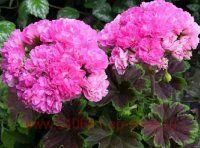 ���������� �������� Odensjo Black Mamba 0