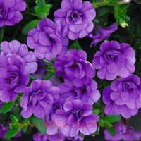  Aloha Double Lavender 28