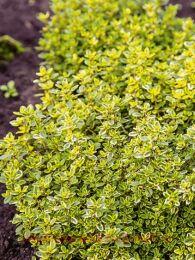 ������ ��������������� Goldy 24