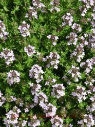 ������ ������������ Evergreen Compact 12