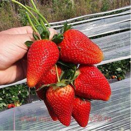 �������� �������� (Felicity) 3