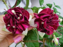  Izabela Cieszynska 15