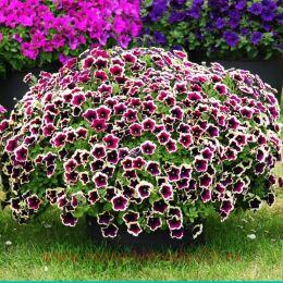 ������� ��������� ���� 10�� (�������� ������ �����)