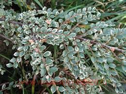 	Cotoneaster atrop. 'Variegatus'