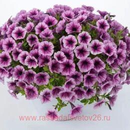  Littletunia Pink Splash 10