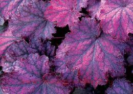     (Midnight Bayou) 212