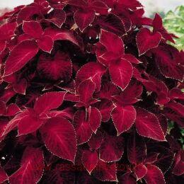 ������ Wizard Velvet Red (��������� ������� ������) 204