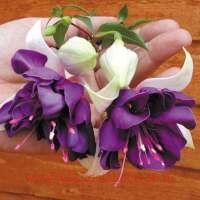  Giant Deep Purple 136