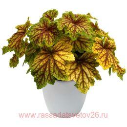  Red Lightning ( )102