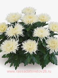 ���������� ������� Alaka blanc 39
