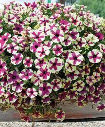  BIG DEAL FINGERPAINT 250