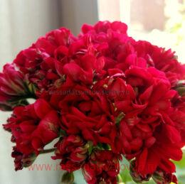 ���������� ���������� NORLAND (RED SPORT) 285