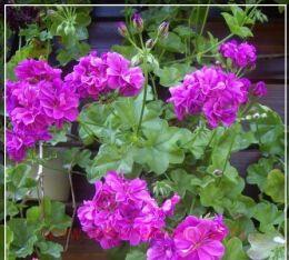 ���������� ������������ Comedy 104