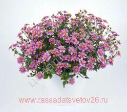  Pretty in Pink NEW 6