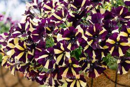  Smartunia Windmill	Black 255