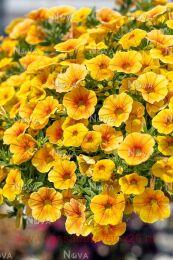  Bloomtastic 	Pinepple 