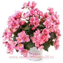   BK Collection CHLOE CORAL PINK 18