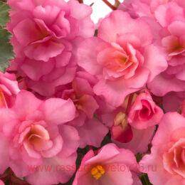   BK Collection GLORY PI 61