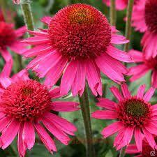 �������� Delicious Candy 1