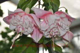  Devonshire Dumpling 3